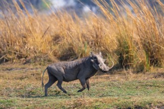 Common warthog (Phacochoerus africanus), Caprivi strip, Namibia