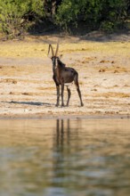 Sable, black antelope, black antelope (Hippotragus niger), Caprivi strip, Namibia