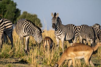 Impalas and steppe zebras (Equus quagga), atmospheric lighting, Ihaha, Chobe National Park National