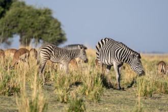 Two steppe zebras (Equus quagga), atmospheric lighting, Ihaha, Chobe National Park National Park,