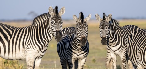 Three steppe zebras (Equus quagga), atmospheric lighting, Ihaha, Chobe National Park National Park,