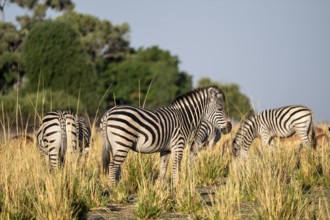 Steppe Zebra (Equus quagga), Ambient Light, Ihaha, Chobe National Park, Botswan