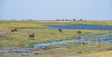 Impalas and steppe zebras (Equus quagga), landscape with Chobe River, Ihaha, Chobe National Park