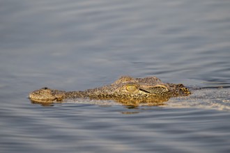 Nile crocodile (Crocodylus niloticus) swims Okavango River, Caprivi Strip, Namibia