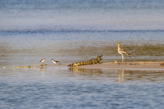 Baby Nile crocodile (Crocodylus niloticus) on the Okavango River, Caprivi Strip, Namibia