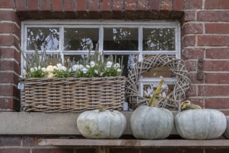 Stable window with flower decoration and pumpkins, North Rhine-Westphalia, Germany