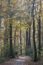 Forest trail in autumn light with tall trees and colorful foliage on the ground, Münsterland, North