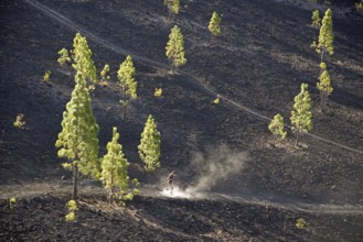 Europe, Spain, Canary Islands, Tenerife, Teide National Park, Mirador de Chio, Canary pine (Pinus