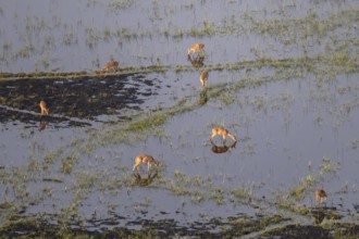 Impalas (Aepyceros melampus) in water, swamp, aerial view, Okavango Delta, Botswana