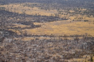 Dry savanna and forest, aerial view, near Maun, Botswana
