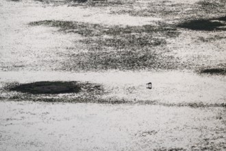 Single animal standing in water, swamp, aerial view, Okavango Delta, Botswana