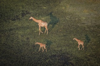 Cape giraffe (Giraffa giraffa giraffa), mother with two young animals, aerial view, Okavango Delta,