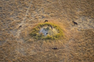 Tsessebe (Damaliscus lunatus), group on a termite hill, savanna with yellow grass, aerial view,