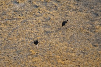 African ostrich (Struthio camelus), aerial view, Okavango Delta, Botswana
