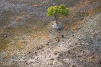 Species tree in the savanna, landscape, aerial view of the Okavango Delta, near Maun, Okavango