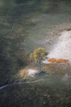 Species tree in the savanna, landscape, aerial view of the Okavango Delta, near Maun, Okavango