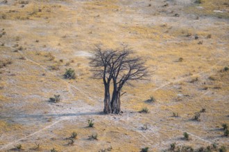 Baobab, landscape, aerial view of the Okavango Delta, near Maun, Okavango Delta, Botswana