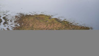 Island in swamp area with animals, landscape, aerial view of the Okavango Delta, near Maun,