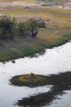 Elephant in a tree, landscape, aerial view of the Okavango Delta, near Maun, Okavango Delta,