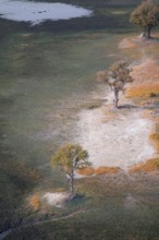 Trees in the savanna, landscape, aerial view of the Okavango Delta, near Maun, Okavango Delta,