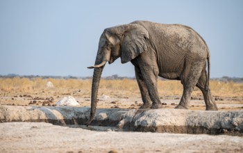 African elephant (Loxodonta africana) drinking at waterhole, Nxai Pan National Park, Botswana