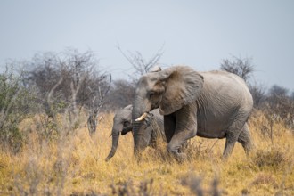 African elephant (Loxodonta africana), Nxai Pan National Park, Botswana