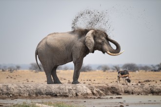 Male, African elephant (Loxodonta africana), mud bath at waterhole, Nxai Pan National Park,