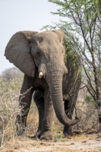 African elephant (Loxodonta africana), Nxai Pan National Park, Botswana