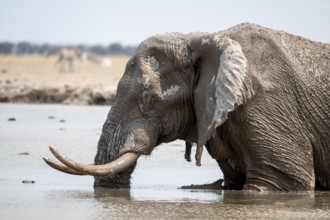 African elephant (Loxodonta africana) bathing in waterhole, Nxai Pan National Park, Botswana