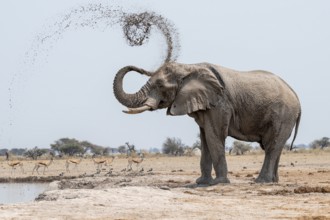Mud bath, animal behavior, African elephant (Loxodonta africana), at waterhole, Nxai Pan National
