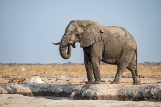 African elephant (Loxodonta africana) standing at waterhole, Nxai Pan National Park, Botswana