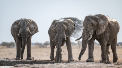 Three African elephants (Loxodonta africana), dramatic, at the waterhole, Nxai Pan National Park,
