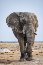 African elephant (Loxodonta africana), Frontal, Nxai Pan National Park, Botswana