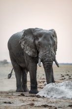 African elephant (Loxodonta africana), running, Nxai Pan National Park, Botswana
