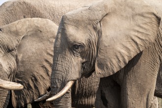 Animal portrait, African elephant (Loxodonta africana), at waterhole, Nxai Pan National Park,