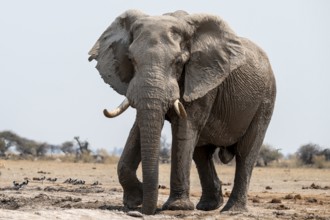 Large male, African elephant (Loxodonta africana), at waterhole, Nxai Pan National Park, Botswana