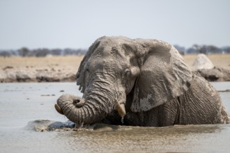 African elephant (Loxodonta africana) swimming in waterhole, Nxai Pan National Park, Botswana