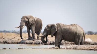 Two males, African elephant (Loxodonta africana), at the waterhole, Nxai Pan National Park,