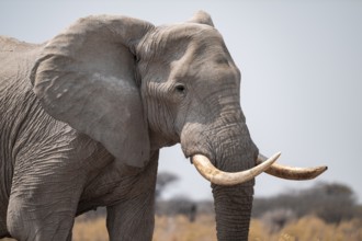 Animal portrait, African elephant (Loxodonta africana), Nxai Pan National Park, Botswana