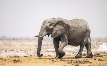 African elephant (Loxodonta africana), running, dramatic atmosphere, Nxai Pan National Park,