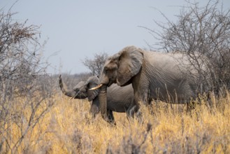African elephant (Loxodonta africana) with young animal, Nxai Pan National Park, Botswana