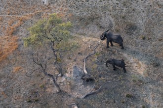 African elephant (Loxodonta africana) in dry savanna, aerial view, Okavango Delta, Botswana