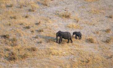 African elephant (Loxodonta africana) with young in dry savanna, aerial view, Okavango Delta,