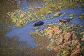 Two hippos (Hippopatamus amphibius) in water, swamp, aerial view, Okavango Delta, Botswana