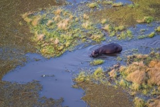 Single hippopatamus (Hippopatamus amphibius) in water, aerial view, Okavango Delta, Botswana