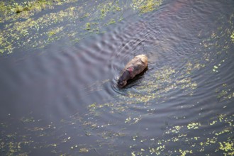 Single hippopatamus (Hippopatamus amphibius) with injury in water, aerial view, Okavango Delta,