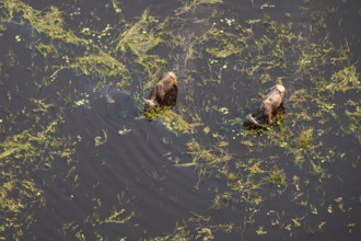 Kaffir buffalo (Syncerus caffer caffer), Two animals drinking in the river, aerial view, Okavango