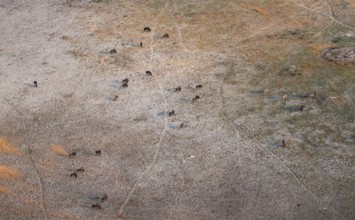 Striped Gnu (Connochaetes taurinus) in dry landscape, aerial view, Okavango Delta, Botswana