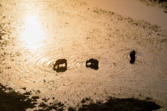 Kaffir buffalo (Syncerus caffer caffer), sunrise, drinking in the river, aerial view, Okavango
