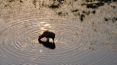 Single kaffir buffalo (Syncerus caffer caffer), sunrise, drinking in the river, aerial view,